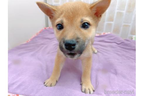 成約済の東京都の豆柴-152244の4枚目