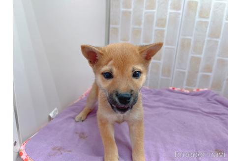 成約済の東京都の豆柴-152244の3枚目