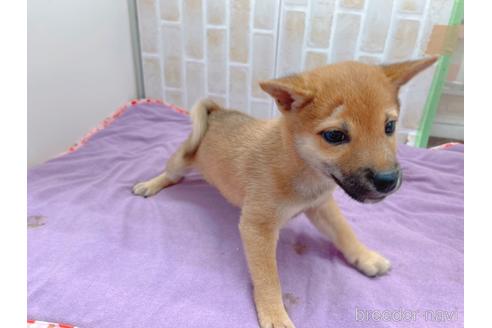 成約済の東京都の豆柴-152244の2枚目