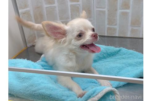 成約済の東京都のチワワ(ロングコート)-145108の19枚目