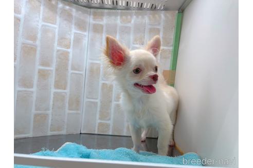 成約済の東京都のチワワ(ロングコート)-145108の18枚目