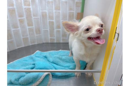 成約済の東京都のチワワ(ロングコート)-145108の17枚目