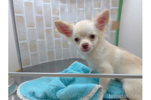 成約済の東京都のチワワ(ロングコート)-145108の2枚目