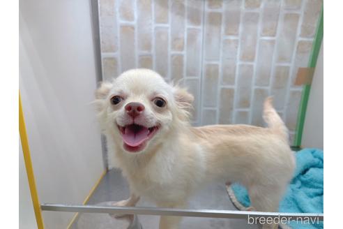 成約済の東京都のチワワ(ロングコート)-145108の16枚目