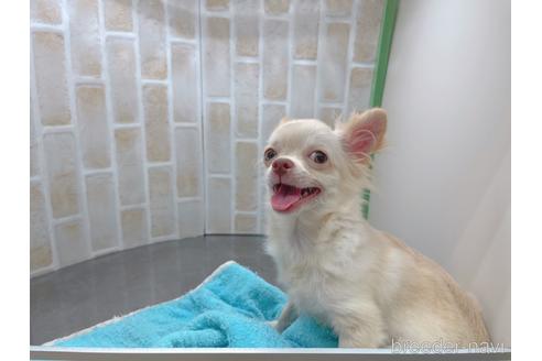 成約済の東京都のチワワ(ロングコート)-145108の15枚目