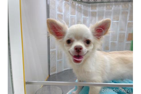 成約済の東京都のチワワ(ロングコート)-145108の14枚目