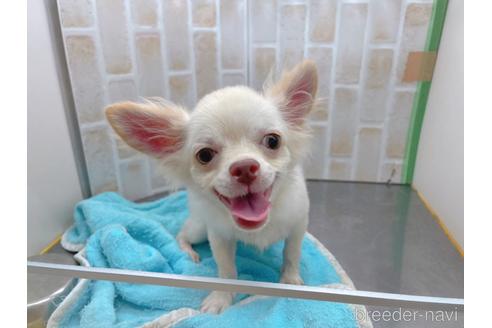 成約済の東京都のチワワ(ロングコート)-145108の13枚目