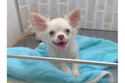 成約済の東京都のチワワ(ロングコート)-145108の12枚目