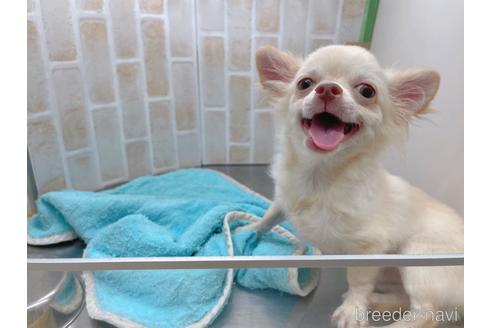 成約済の東京都のチワワ(ロングコート)-145108の11枚目