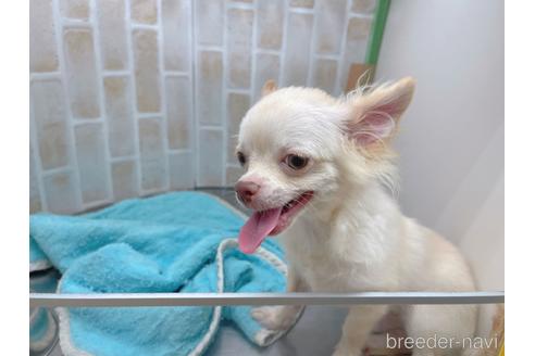 成約済の東京都のチワワ(ロングコート)-145108の10枚目