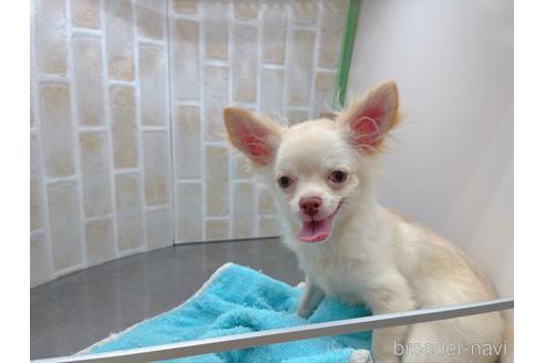 成約済の東京都のチワワ(ロングコート)-145108の9枚目