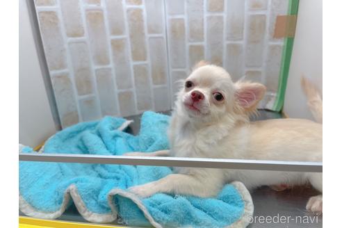 成約済の東京都のチワワ(ロングコート)-145108の8枚目