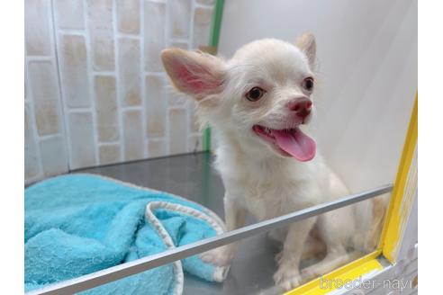 成約済の東京都のチワワ(ロングコート)-145108の7枚目