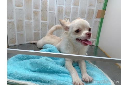 成約済の東京都のチワワ(ロングコート)-145108の6枚目