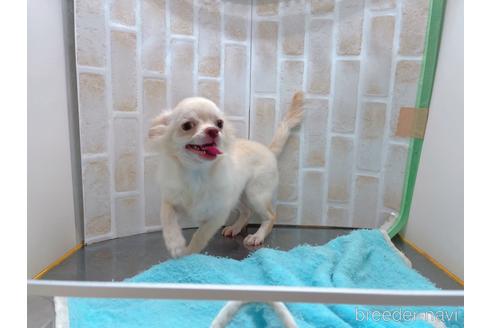 成約済の東京都のチワワ(ロングコート)-145108の5枚目