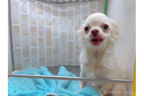 成約済の東京都のチワワ(ロングコート)-145108の4枚目