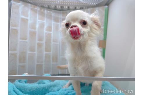 成約済の東京都のチワワ(ロングコート)-145108の3枚目