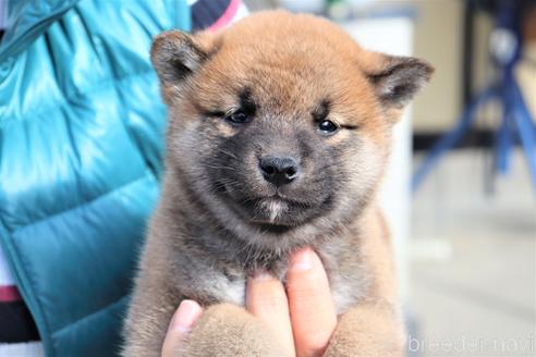 成約済の埼玉県の柴犬-154681の1枚目