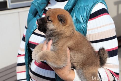 成約済の埼玉県の柴犬-154681の3枚目