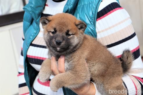 成約済の埼玉県の柴犬-154681の2枚目