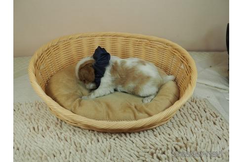 成約済の埼玉県のキャバリアキングチャールズスパニエル-155828の4枚目