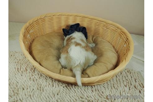 成約済の埼玉県のキャバリアキングチャールズスパニエル-155828の3枚目