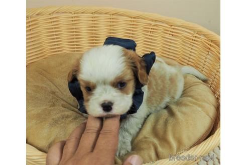 成約済の埼玉県のキャバリアキングチャールズスパニエル-155828の2枚目