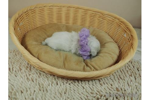 成約済の埼玉県のマルチーズ-155831の5枚目