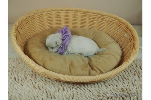 成約済の埼玉県のマルチーズ-155831の4枚目
