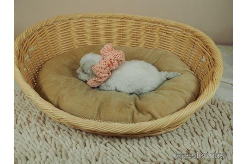 成約済の埼玉県のマルチーズ-155832の4枚目