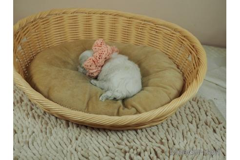 成約済の埼玉県のマルチーズ-155832の3枚目