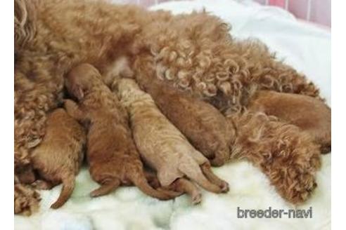 成約済の東京都のトイプードル-155876