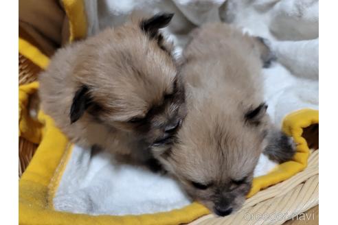 成約済の千葉県のポメラニアン-153417の2枚目