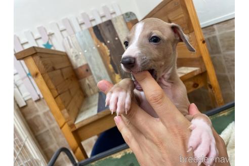 成約済の東京都のイタリアングレーハウンド(イタグレ)-155821の4枚目