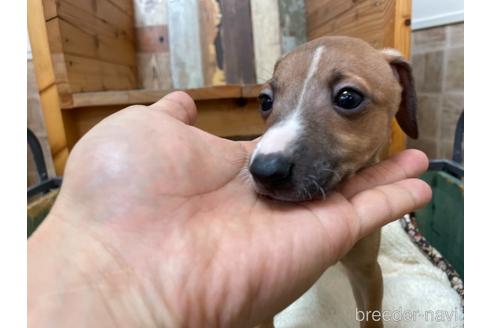 成約済の東京都のイタリアングレーハウンド(イタグレ)-155236の9枚目