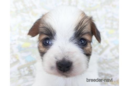 成約済の千葉県のパピヨン-155929の12枚目