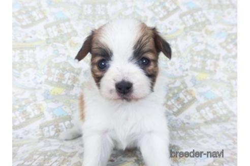 成約済の千葉県のパピヨン-155929の11枚目