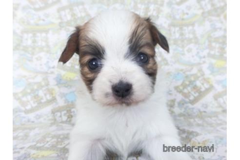 成約済の千葉県のパピヨン-155929の10枚目