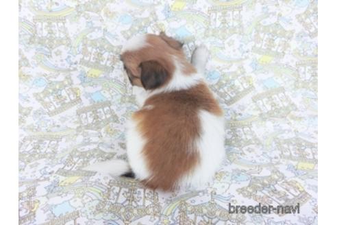 成約済の千葉県のパピヨン-155929の9枚目