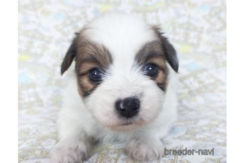 成約済の千葉県のパピヨン-155931