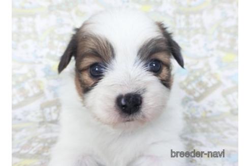 成約済の千葉県のパピヨン-155931の4枚目