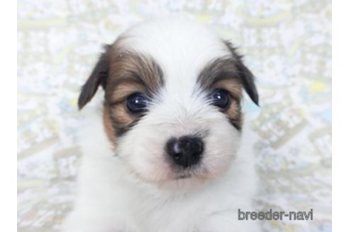 成約済の千葉県のパピヨン-155931の3枚目