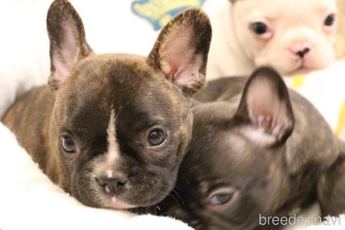 成約済の愛知県のフレンチブルドッグ-150376の19枚目