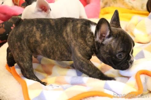 成約済の愛知県のフレンチブルドッグ-150376の18枚目