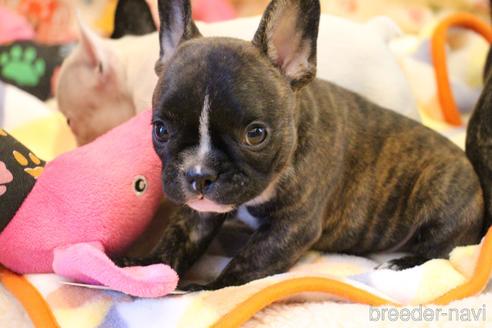 成約済の愛知県のフレンチブルドッグ-150376の17枚目