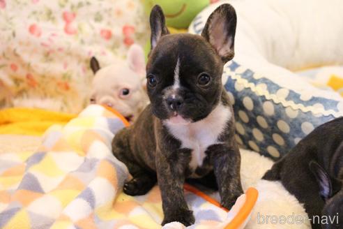 成約済の愛知県のフレンチブルドッグ-150376の15枚目