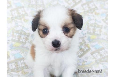 成約済の千葉県のパピヨン-155935