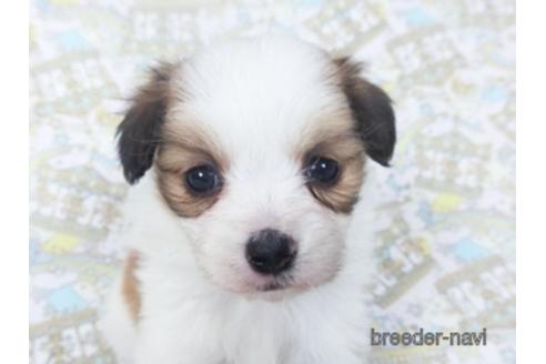 成約済の千葉県のパピヨン-155935の4枚目