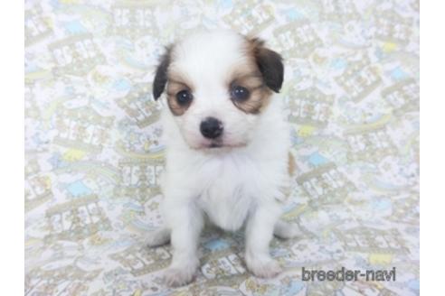 成約済の千葉県のパピヨン-155935の3枚目