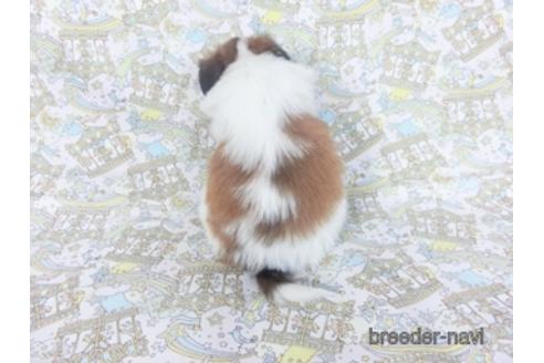 成約済の千葉県のパピヨン-155935の2枚目